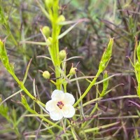 Sopubia trifida Buch.-Ham. ex D.Don